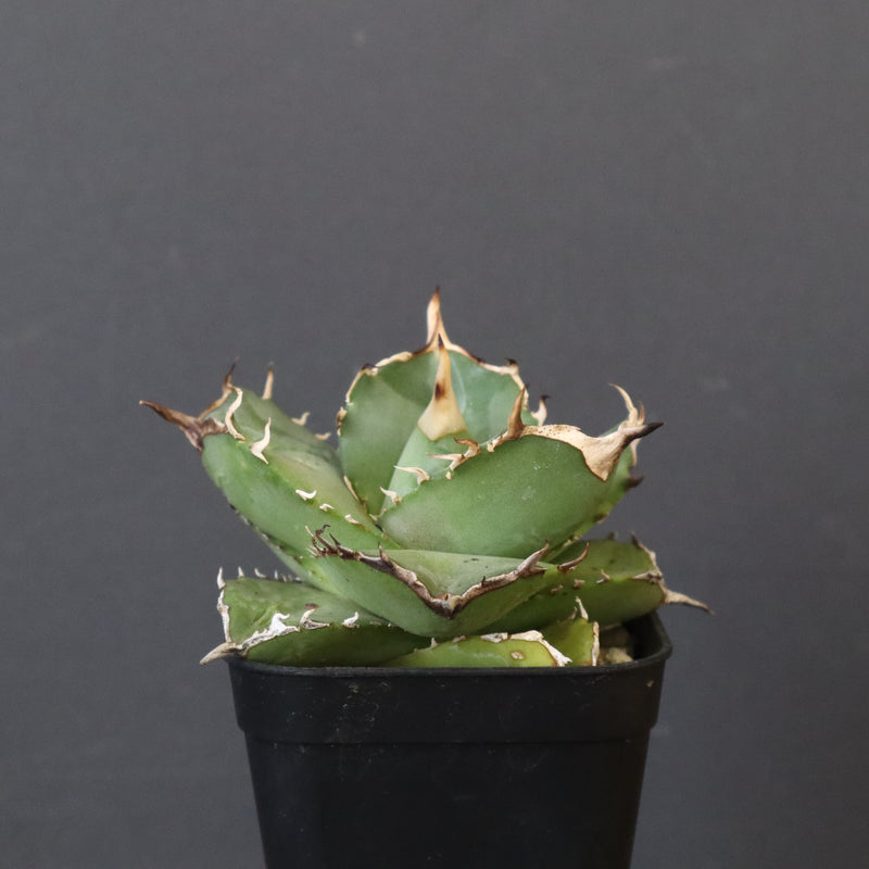 【DRAGON AGAVE】アガベ 虎鯨　EC1009