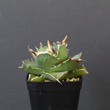 【DRAGON AGAVE】アガベ 虎鯨　EC1009