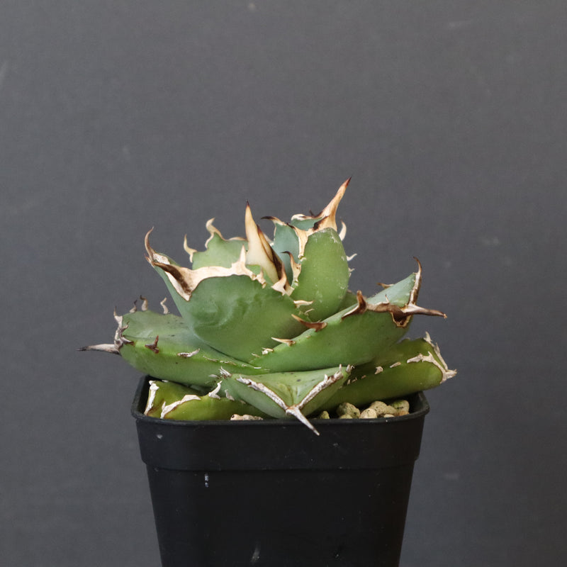 【DRAGON AGAVE】アガベ 虎鯨　EC1009