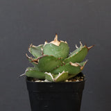 【DRAGON AGAVE】アガベ 虎鯨　EC1009