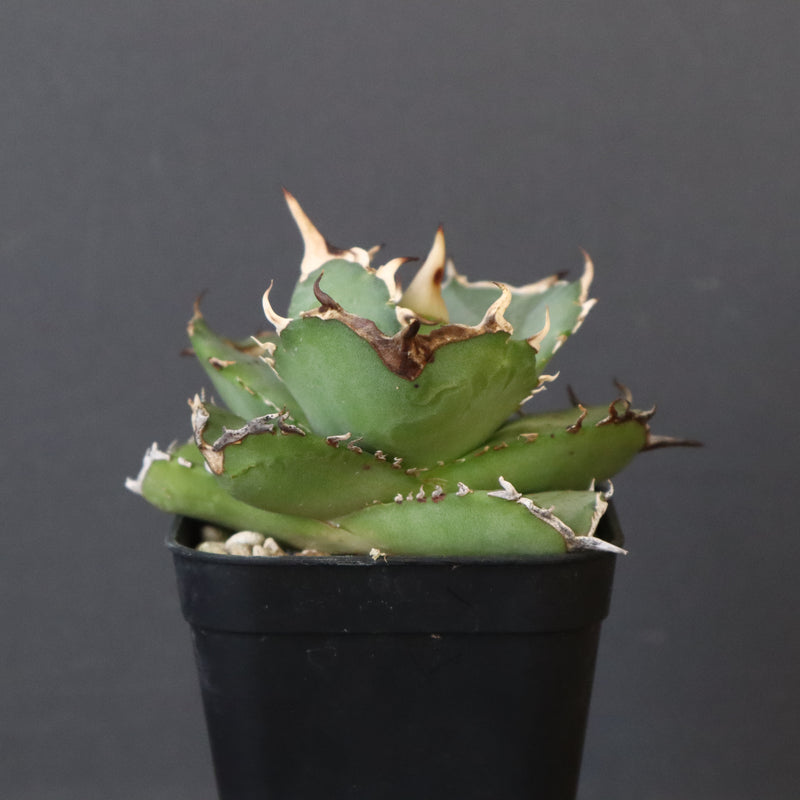 【DRAGON AGAVE】アガベ 虎鯨　EC1009