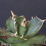 【DRAGON AGAVE】アガベ 虎鯨　EC1009