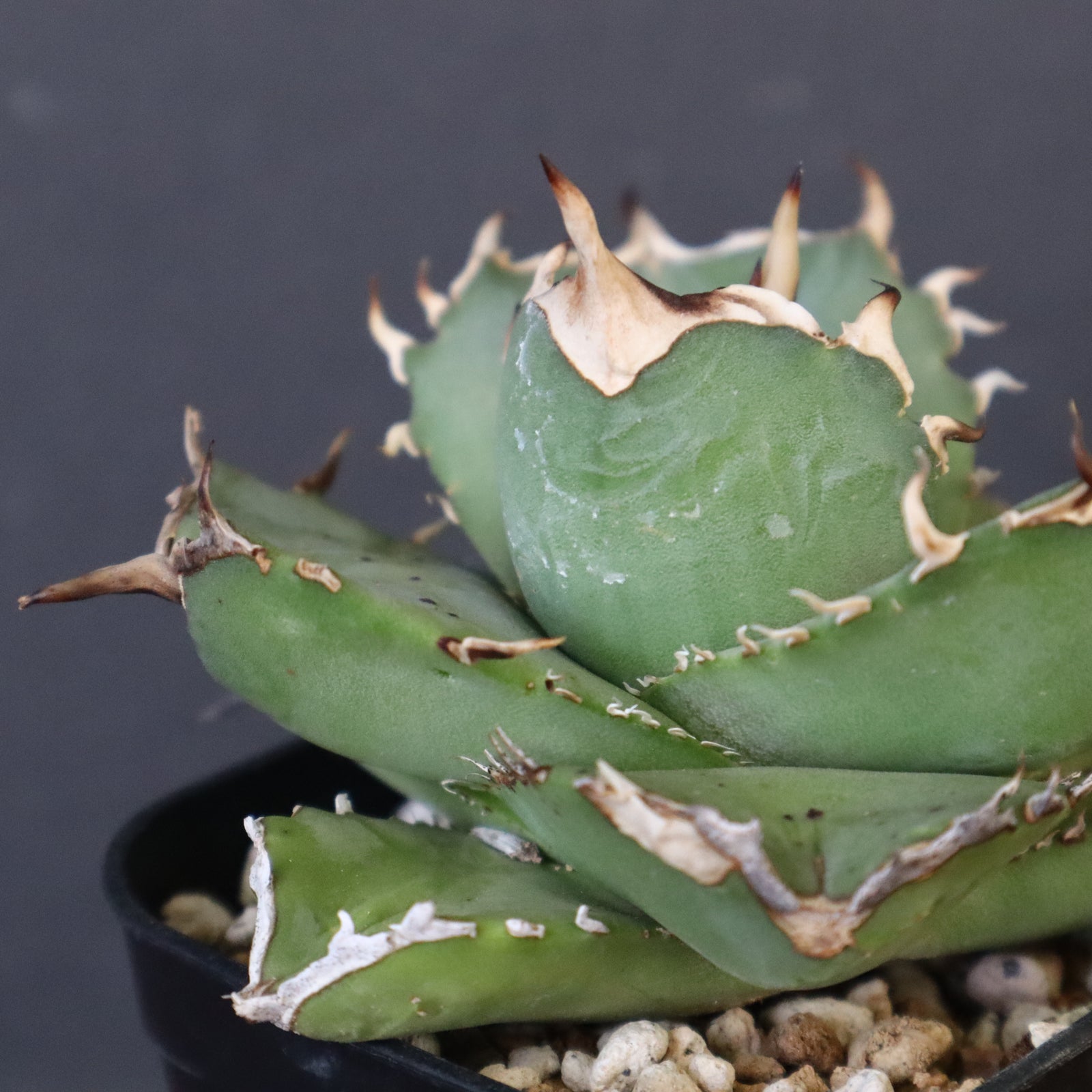 DRAGON AGAVE】アガベ 虎鯨 EC1009 – TaiShoDo ONLINE SHOP