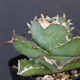 【DRAGON AGAVE】アガベ 虎鯨　EC1009