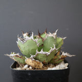 【DRAGON AGAVE】アガベ 極品 老熊姫厳龍 EC2812