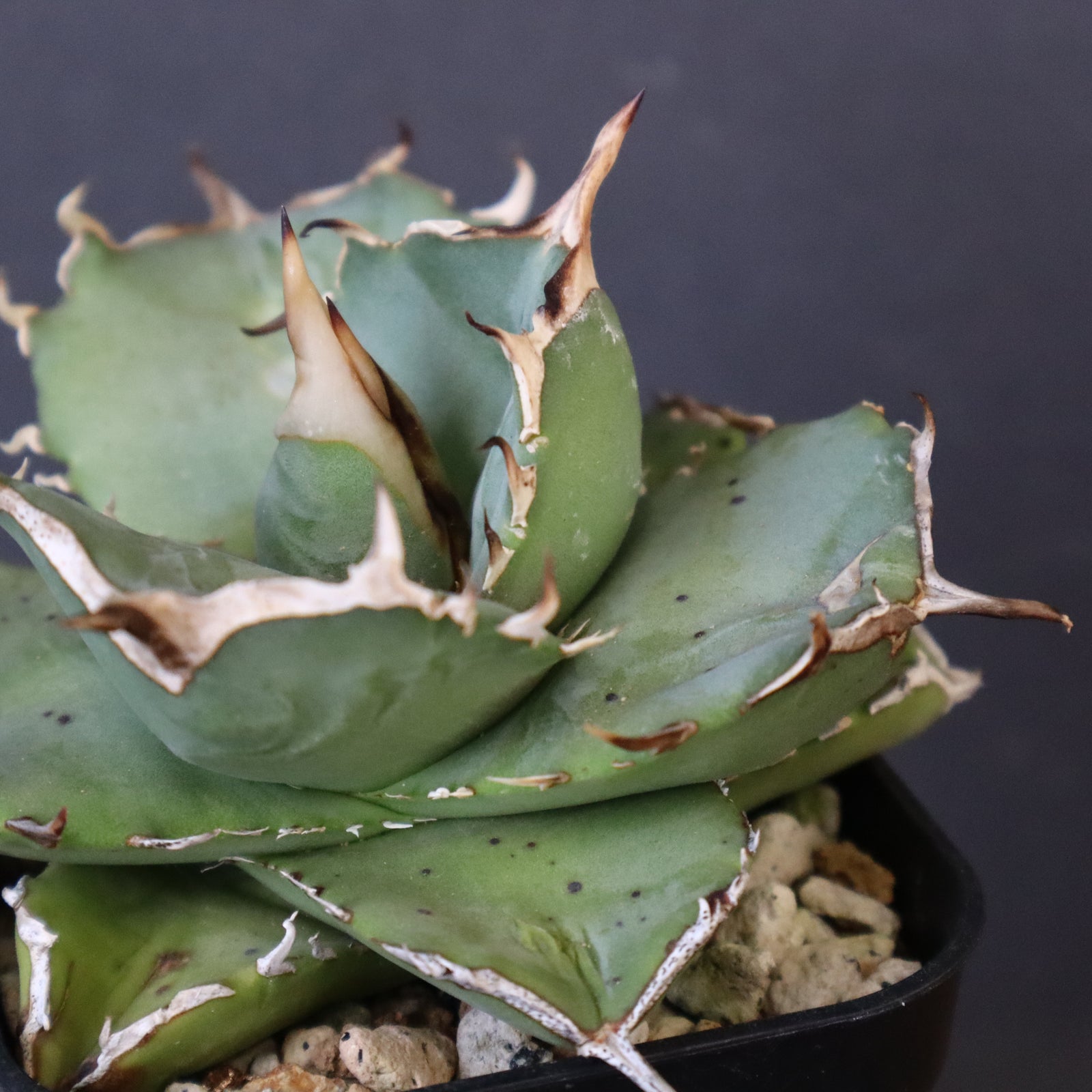 DRAGON AGAVE】アガベ 虎鯨 EC1009 – TaiShoDo ONLINE SHOP