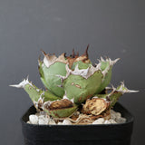 【DRAGON AGAVE】アガベ 極品 老熊姫厳龍 EC2812