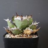 【DRAGON AGAVE】アガベ 極品 老熊姫厳龍 EC2812