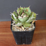 【DRAGON AGAVE】アガベ 極品 老熊姫厳龍 EC2812