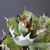 【DRAGON AGAVE】アガベ 極品 老熊姫厳龍 EC2812