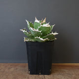 【DRAGON AGAVE】アガベ 超大白火焔 EC1002