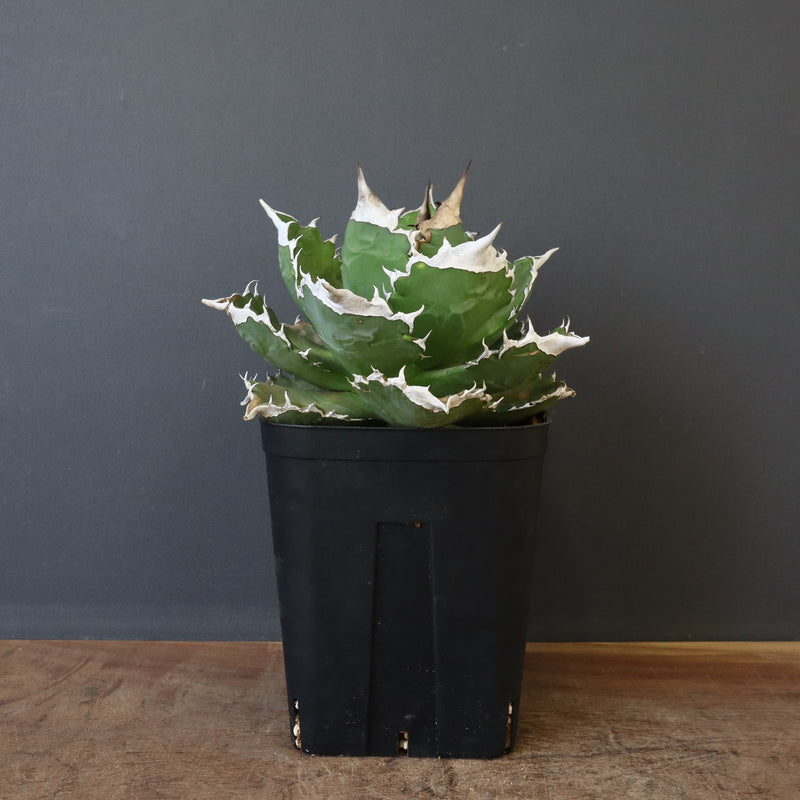 【DRAGON AGAVE】アガベ 超大白火焔 EC1002