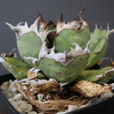【DRAGON AGAVE】アガベ 極品 老熊姫厳龍 EC2812