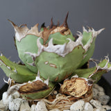 【DRAGON AGAVE】アガベ 極品 老熊姫厳龍 EC2812