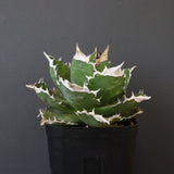 【DRAGON AGAVE】アガベ 超大白火焔 EC1002