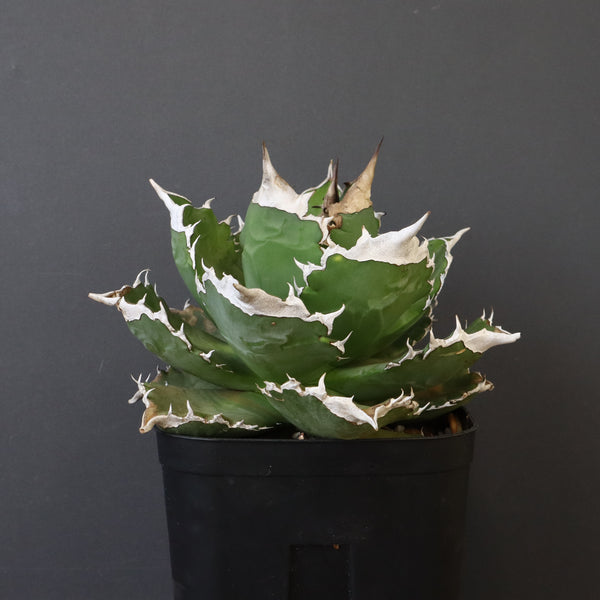 【DRAGON AGAVE】アガベ 超大白火焔 EC1002