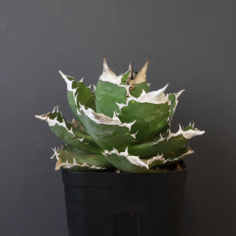 【DRAGON AGAVE】アガベ 超大白火焔 EC1002