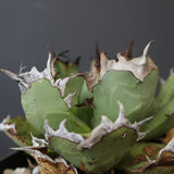【DRAGON AGAVE】アガベ 極品 老熊姫厳龍 EC2812