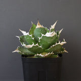 【DRAGON AGAVE】アガベ 超大白火焔 EC1002