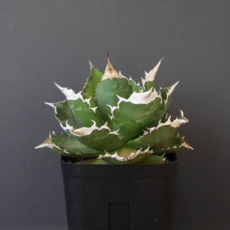 【DRAGON AGAVE】アガベ 超大白火焔 EC1002