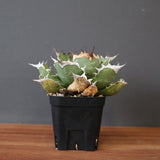 【DRAGON AGAVE】アガベ 極品 老熊姫厳龍 EC2811