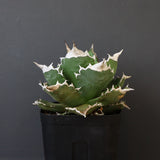 【DRAGON AGAVE】アガベ 超大白火焔 EC1002