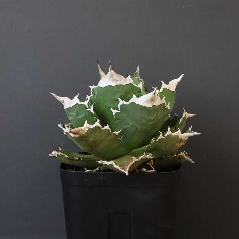 【DRAGON AGAVE】アガベ 超大白火焔 EC1002