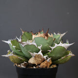 【DRAGON AGAVE】アガベ 極品 老熊姫厳龍 EC2811