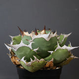 【DRAGON AGAVE】アガベ 極品 老熊姫厳龍 EC2811