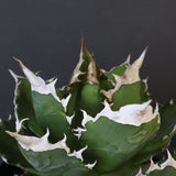 【DRAGON AGAVE】アガベ 超大白火焔 EC1002