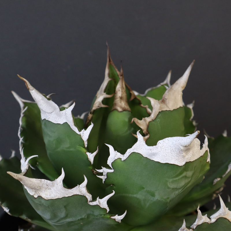 【DRAGON AGAVE】アガベ 超大白火焔 EC1002