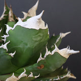 【DRAGON AGAVE】アガベ 超大白火焔 EC1002