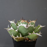 【DRAGON AGAVE】アガベ 極品 老熊姫厳龍 EC2811