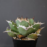 【DRAGON AGAVE】アガベ 極品 老熊姫厳龍 EC2811