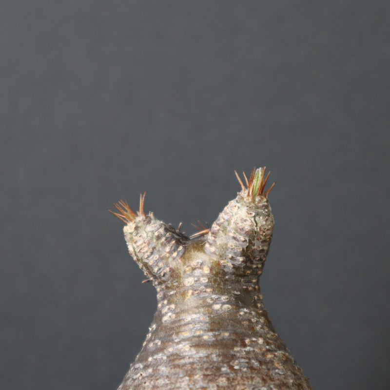 P.グラキリス 1421