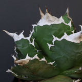 【DRAGON AGAVE】アガベ 超大白火焔 EC1002