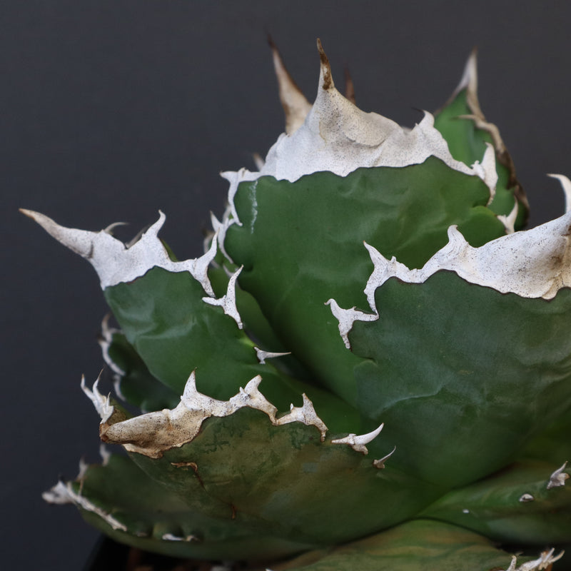 【DRAGON AGAVE】アガベ 超大白火焔 EC1002