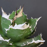 【DRAGON AGAVE】アガベ 超大白火焔 EC1002