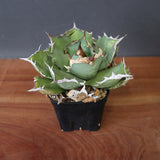 【DRAGON AGAVE】アガベ 極品 老熊姫厳龍 EC2811