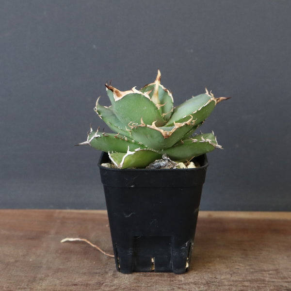 【DRAGON AGAVE】アガベ 虎鯨　EC1010