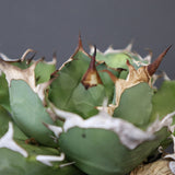 【DRAGON AGAVE】アガベ 極品 老熊姫厳龍 EC2811