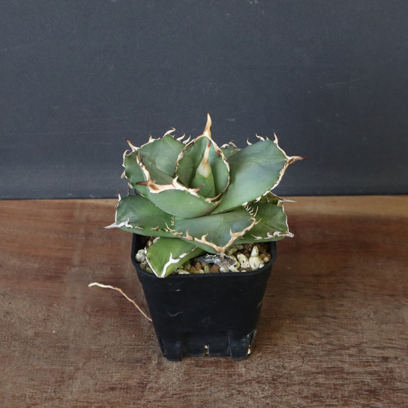 【DRAGON AGAVE】アガベ 虎鯨　EC1010