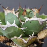 【DRAGON AGAVE】アガベ 極品 老熊姫厳龍 EC2811