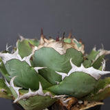 【DRAGON AGAVE】アガベ 極品 老熊姫厳龍 EC2811