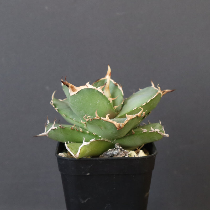 【DRAGON AGAVE】アガベ 虎鯨　EC1010