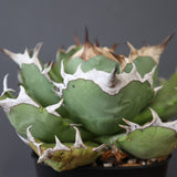 【DRAGON AGAVE】アガベ 極品 老熊姫厳龍 EC2811