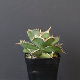 【DRAGON AGAVE】アガベ 虎鯨　EC1010