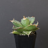 【DRAGON AGAVE】アガベ 虎鯨　EC1010