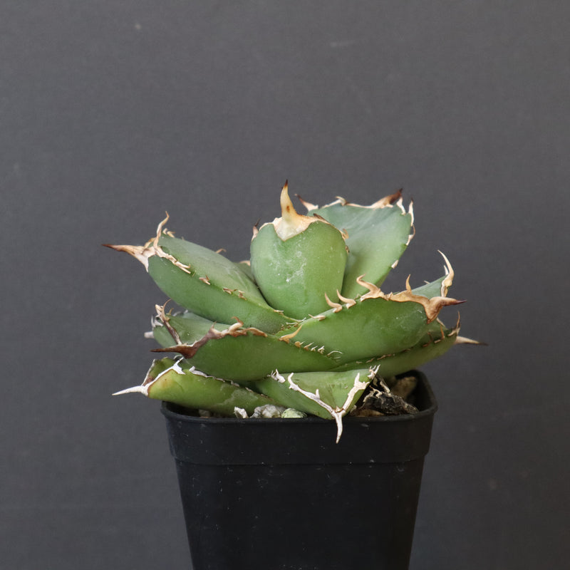 【DRAGON AGAVE】アガベ 虎鯨　EC1010