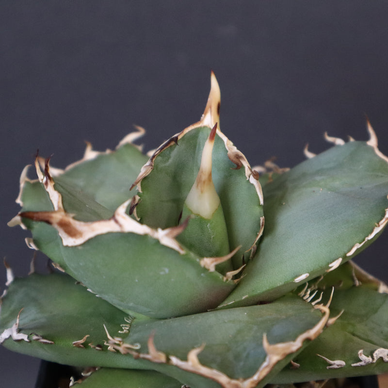 【DRAGON AGAVE】アガベ 虎鯨　EC1010